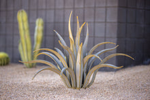 Load image into Gallery viewer, Octopus Agave-Small