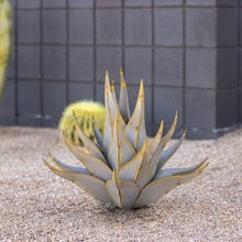 Load image into Gallery viewer, Sharkskin Agave-Small