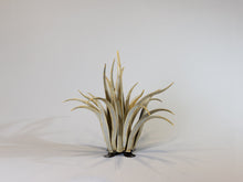 Load image into Gallery viewer, Octopus Agave-Small
