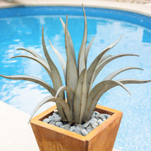 Load image into Gallery viewer, Octopus Agave-Large
