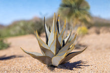 Load image into Gallery viewer, Sharkskin Agave-Small
